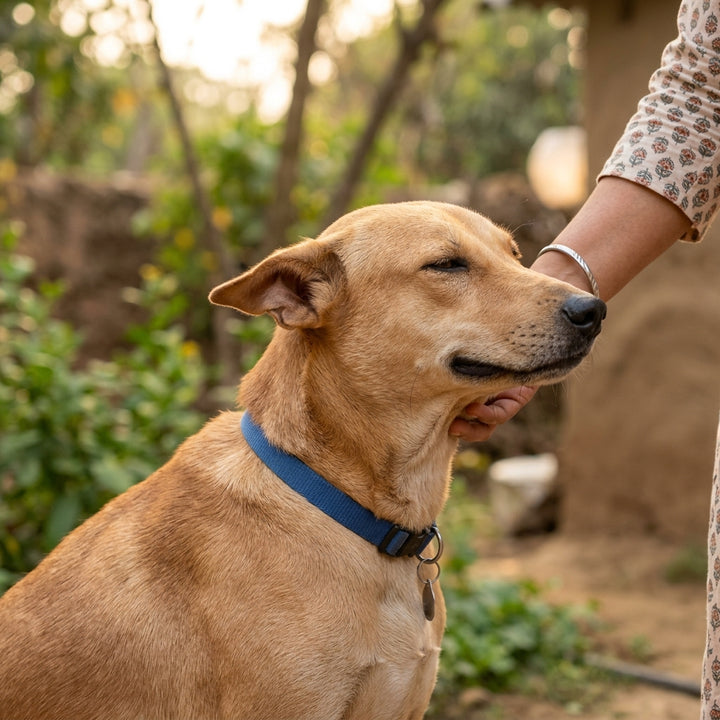 Dog Skin Supplements That Actually Work: A Complete Guide for Indian Pet Parents