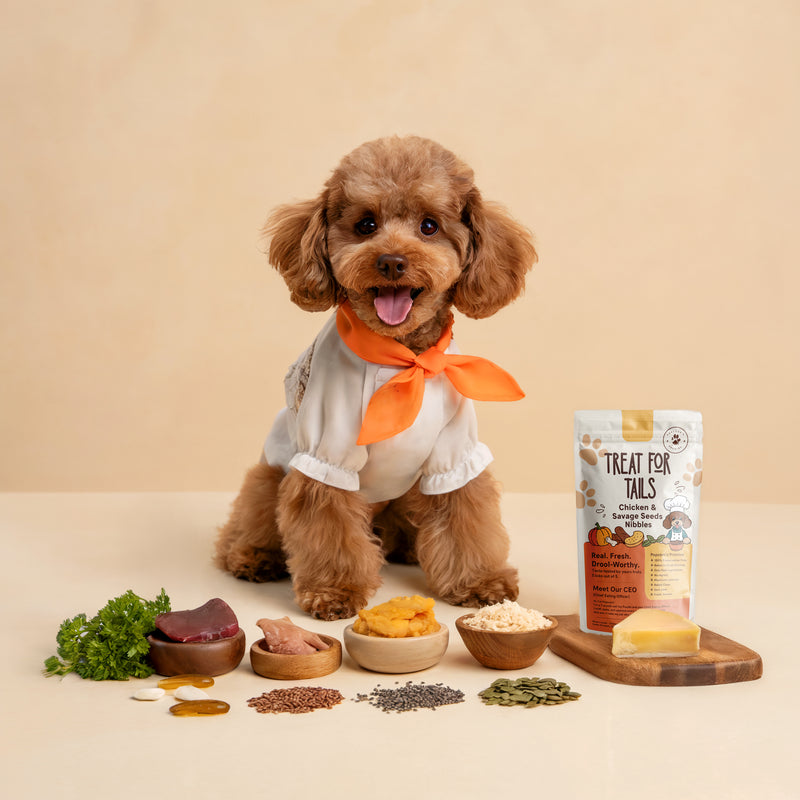 Popcorn the poodle, Chief Eating Officer of Treat for Tails